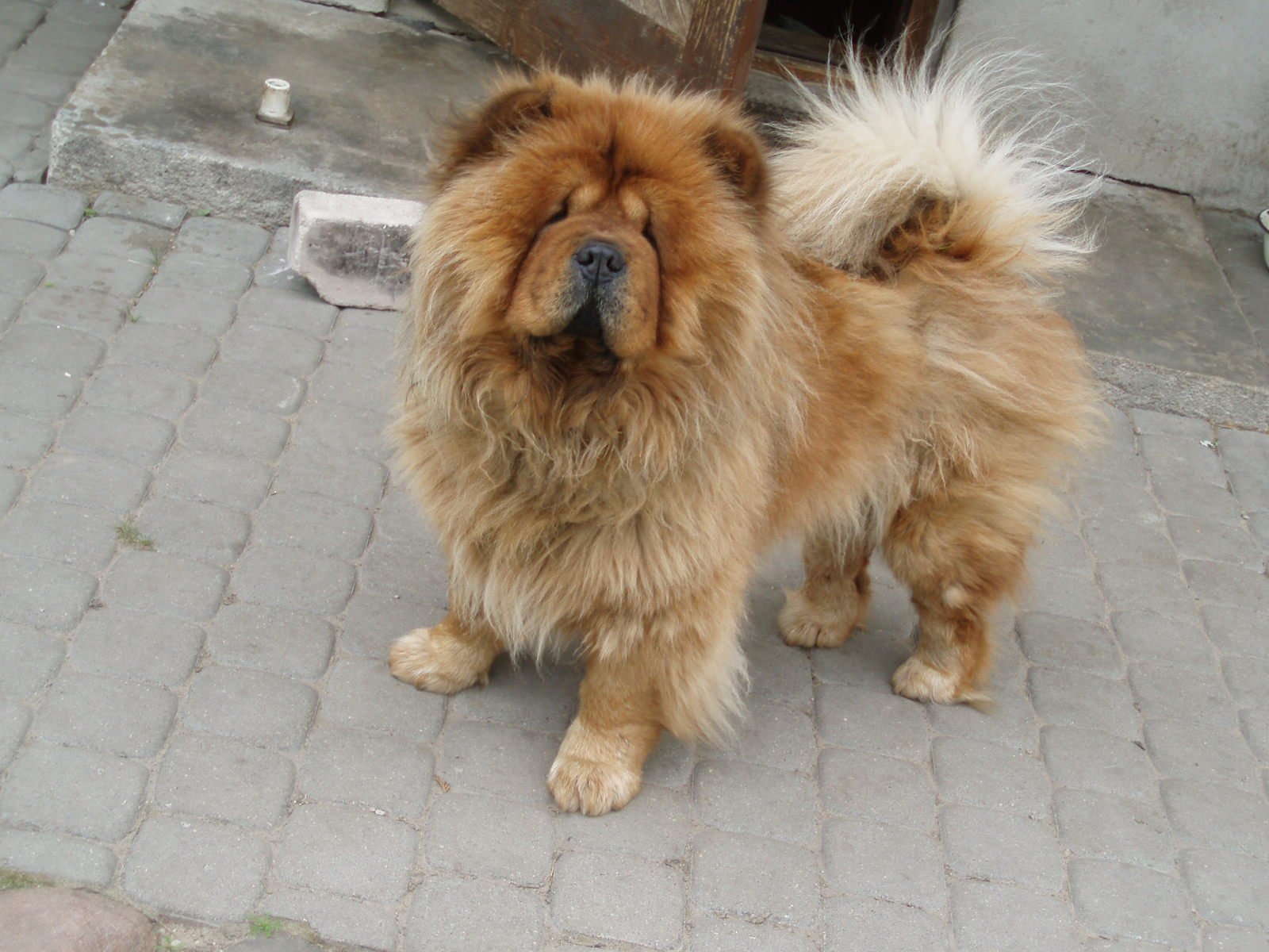 Paveikslėlis